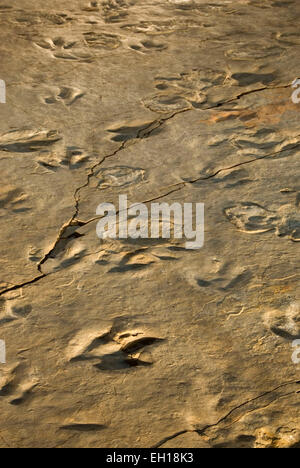 Dinosaur tracks, Dinosaur State Park, Connecticut Stock Photo