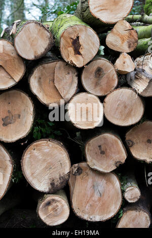 Stack of felled tree trunks in an english woodland. UK Stock Photo