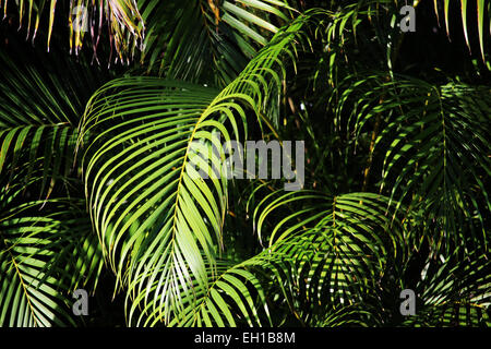 Palm Stock Photo