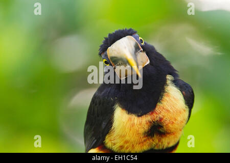 pale-mandibled aracari (Pteroglossus erythropygius) adult perched on branch in rain forest, Ecuador, Andes, South America Stock Photo