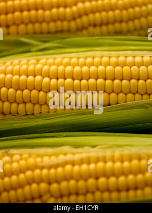 sweetcorn Stock Photo