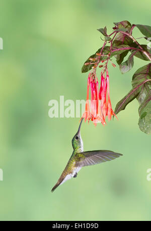 Andean emerald hummingbird (Agyrtria franciae) single adult male feeding on flower in rainforest Stock Photo