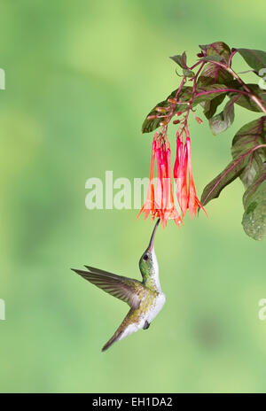 Andean emerald hummingbird (Agyrtria franciae) single adult male feeding on flower in rainforest Stock Photo