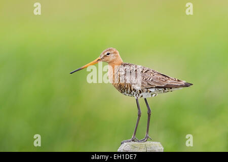 black-tailed godwit (Limosa limosa) adult in breeding plumage standing on fencepost, Netherlands, Holland, Europe Stock Photo