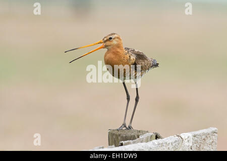 black-tailed godwit (Limosa limosa) adult in breeding plumage standing on fencepost, Netherlands, Holland, Europe Stock Photo