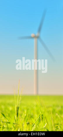 Wind turbines in a wheat field and clear sky Stock Photo