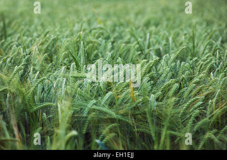 Field of barley Stock Photo