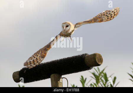 Eurasian Barn owl (Tyto alba) in flight, captive bird during a bird show at Blijdorp Rotterdam Zoo, The Netherlands Stock Photo
