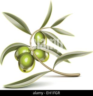 Fresh green olives on branch with leaves colored silhouette. Simple ...