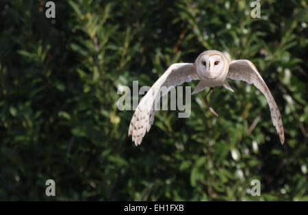 Eurasian Barn owl (Tyto alba) in flight, captive bird during a bird show (straps visible) Stock Photo