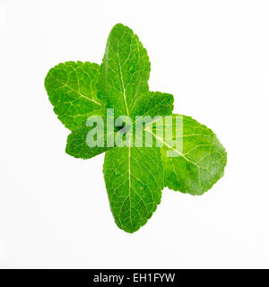 Fresh mint leaves isolated on white Stock Photo