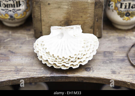 Old scallop shells, detail of a empty shells Stock Photo