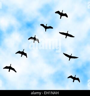 Editable vector illustration of a cormorant flock flying overhead with sky background made with a gradient mesh Stock Vector