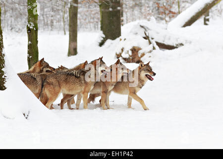 Wolves (Canis lupus) in the snow, wolf pack, Neuhaus wildlife park, Neuhaus im Solling, Lower Saxony, Germany Stock Photo