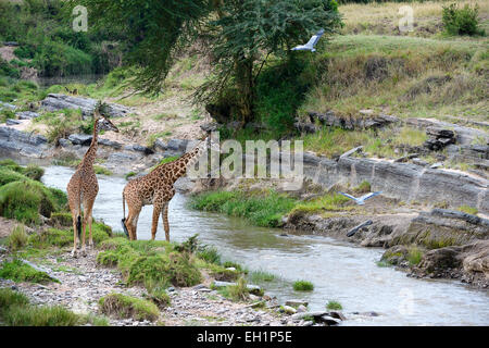 Masai giraffes (Giraffa camelopardalis tippelskirchi) at the Talek River, Grey Heron in flight, Maasai Mara National Reserve Stock Photo