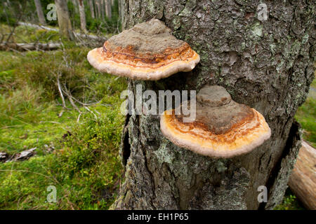 Red-belted Bracket or Red-Belt Conk (Fomitopsis pinicola), Harz National Park, Lower Saxony, Germany Stock Photo