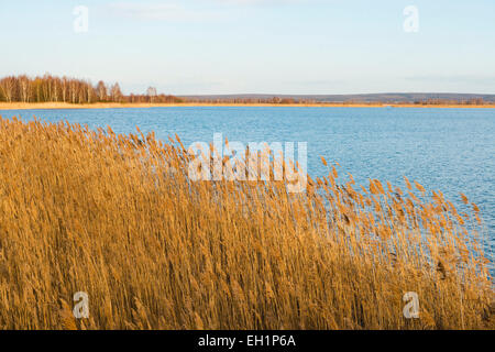 Common Reed (Phragmites australis, Phragmites communis) and an expanse of water, Heerter See Nature Reserve, Lower Saxony Stock Photo