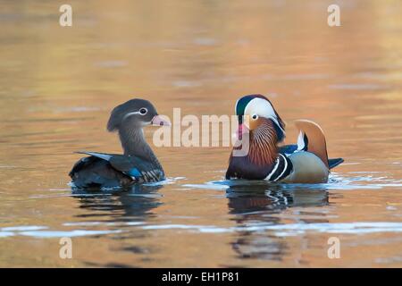 Mandarin Ducks (Aix galericulata), pair in courtship display, Hesse, Germany Stock Photo