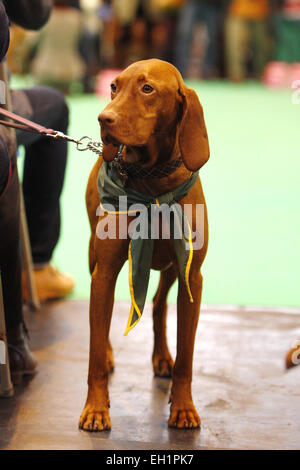 Birmingham, UK. 5th March, 2015. A Hungarian Vizsla sits patiently at Crufts which started today in Birmingham, UK. Credit:  Jon Freeman/Alamy Live News Stock Photo