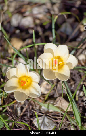 Aerial view of flowers of Crocus chrysanthus 'Cream Beauty' growing through stony ground in late winter / early springtime. Stock Photo