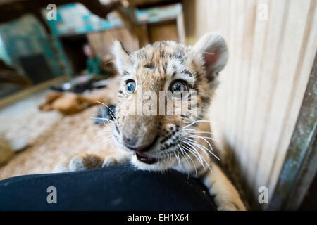 Tierpark Berlin, Germany. 5th Mar, 2015. 12-week-old baby tigress Alisha walks around her cage at Tierpark Berlin, Germany, 5 March 2015. The little Amur tiger is moving to Eberswalde Zoo on 10 March. PHOTO: GREGOR FISCHER/dpa/Alamy Live News Stock Photo