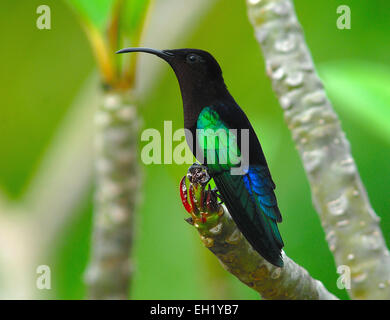 Purple-throated Carib (Eulampis jugularis) on Frangipani  branch in Montserrat, West Indies, Caribbean Stock Photo