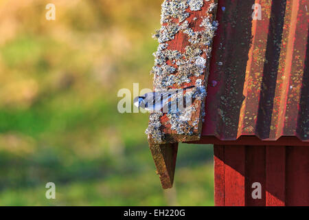 Wagtail on a house roof Stock Photo