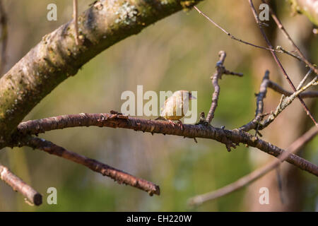 Greenfich sitting on a tree branch Stock Photo