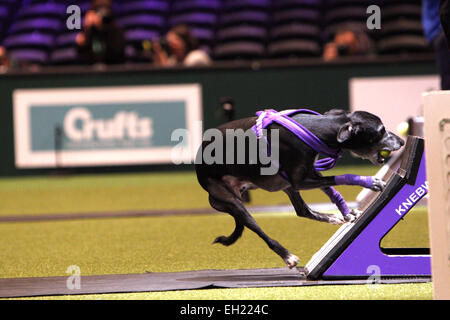 Birmingham, UK. 5th March, 2015. Dogs enjoying taking part in the Flyball competition at Crufts which started today in Birmingham, UK. Credit:  Jon Freeman/Alamy Live News Stock Photo