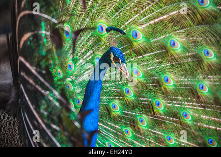 Closeup photo of wild Peacock with feathers out Stock Photo