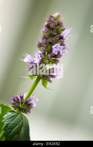 Nepeta cataria, catnip, catswort,catmint Stock Photo