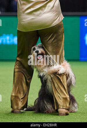 Birmingham, UK. 5th March, 2015.Crufts freestyle Final - Master and dog perform at the Crufts Dog Show 2015 hosted by the NEC, Birmingham on 05 March 2015. The world's largest dog show will be held from 05 to 08 March Credit: © dpa picture alliance/Alamy Live News  Stock Photo