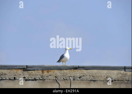 A seagull standing on a building roof Stock Photo