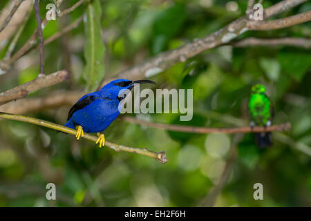 honeysucker and humming bird in a tree Stock Photo