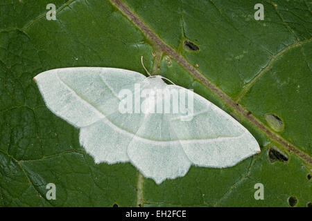 Light Emerald, Silberblatt, Silberblattspanner, Silberblatt-Spanner, Perlglanzspanner, Perlglanz-Spanner, Campaea margaritata Stock Photo