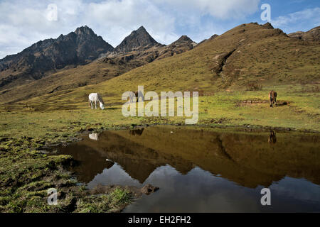 BU00267-00...BHUTAN - Pack horses grazing in the pasture land at the Thombu Shong Campsite on the Jhomolhari 2 Trek. Stock Photo