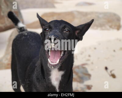 A black dog on the beach in Thailand with an open mouth Stock Photo