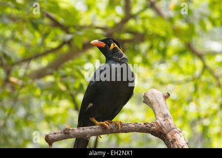 Portrait of a hill mynah bird Stock Photo