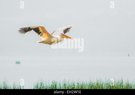 A Pelican in flight over the Lake, with both wings stretched out wide. Stock Photo