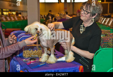 Birmingham, UK. 5th March, 2015. Day one of Crufts Dog Show Birmingham Credit:  charlie bryan/Alamy Live News Stock Photo