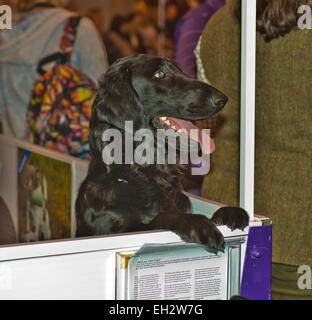 Birmingham, UK. 5th March, 2015. Day one of Crufts Dog Show Birmingham Credit:  charlie bryan/Alamy Live News Stock Photo