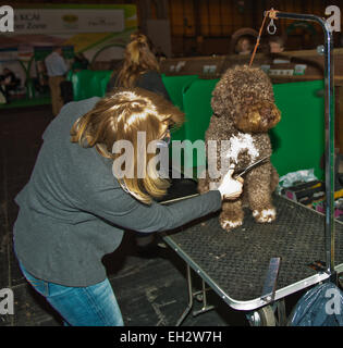 Birmingham, UK. 5th March, 2015. Day one of Crufts Dog Show Birmingham Credit:  charlie bryan/Alamy Live News Stock Photo