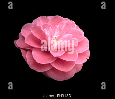 Pink Camellia flower isolated on black. Stock Photo