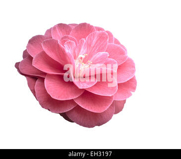 Pink Camellia flower isolated on white. Stock Photo