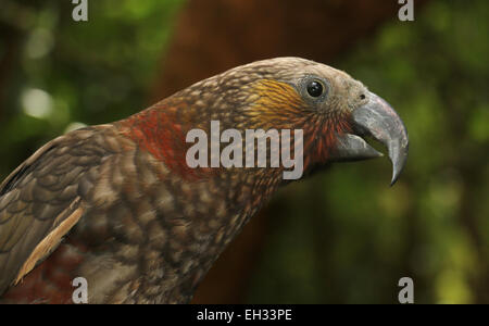 Kaka parrot bird Zealandia preserve, Wellington New Zealand Stock Photo