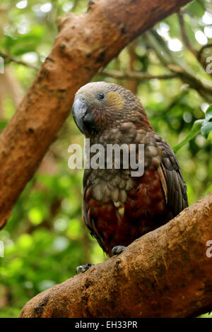 Kaka parrot bird Zealandia, Wellington New Zealand Stock Photo