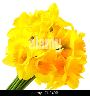 Bunch of yellow narcissuses isolated over the white background Stock Photo