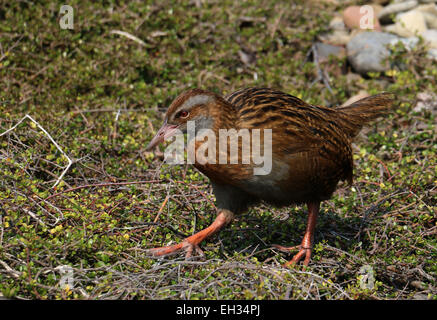 Weka flightless bird on Kapiti Island New Zealand Stock Photo