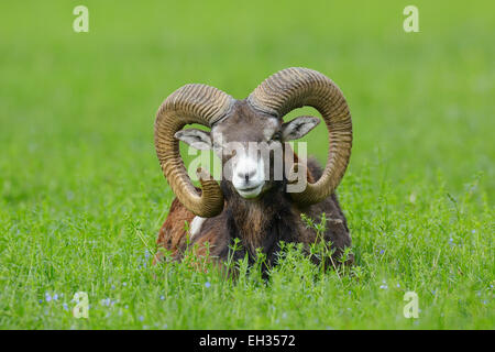 European Mouflon (Ovis orientalis musimon) Ram Lying in Meadow, Hesse, Germany, Europe Stock Photo