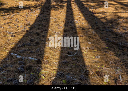 Long shadows of tall Ponderosa Pines along the Cinder Cone Nature Trail in Lassen Volcanic National Park, California, USA Stock Photo